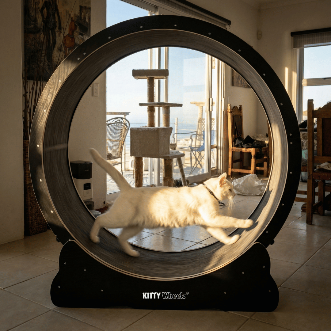 Kitty Wheelz™