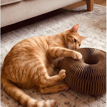 Happy cat