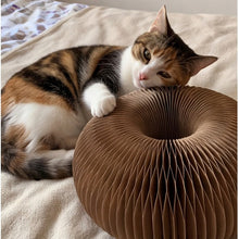 Happy cat
